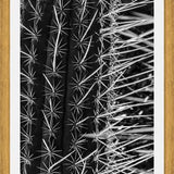 Cuadro Cactus