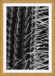 Cuadro Cactus