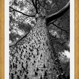 Cuadro Arbol
