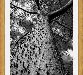 Cuadro Arbol