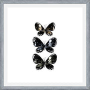 Cuadro Mottled Moth