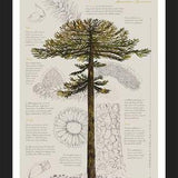 Cuadro Infografía Araucaria