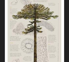 Cuadro Infografía Araucaria