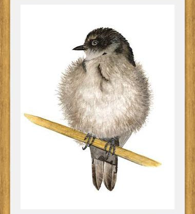 Cuadro Golondrina bebé