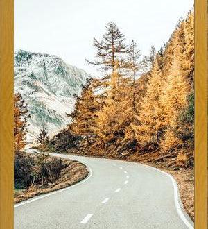 Cuadro Snow and Golden Pine