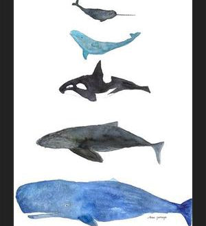 Cuadro Ballenas
