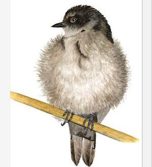 Cuadro Golondrina bebé