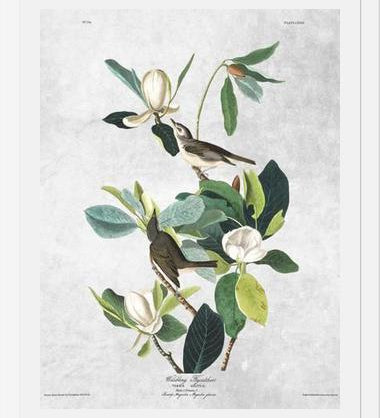 Cuadro Botanical print