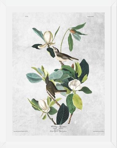 Cuadro Botanical print