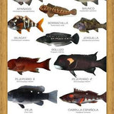 Cuadro Especies de Peces de Roca de Chile