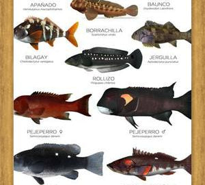 Cuadro Especies de Peces de Roca de Chile