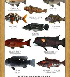 Cuadro Especies de Peces de Roca de Chile