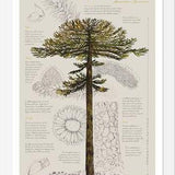 Cuadro Infografía Araucaria