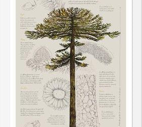 Cuadro Infografía Araucaria