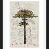 Cuadro Infografía Araucaria