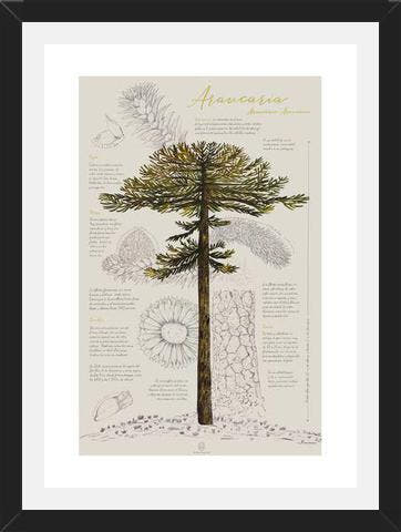 Cuadro Infografía Araucaria