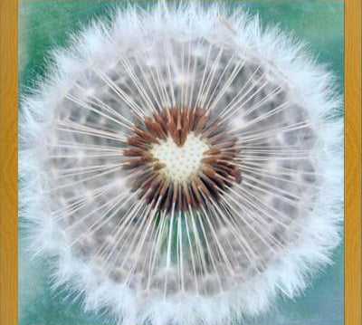 Cuadro Dandy Heart
