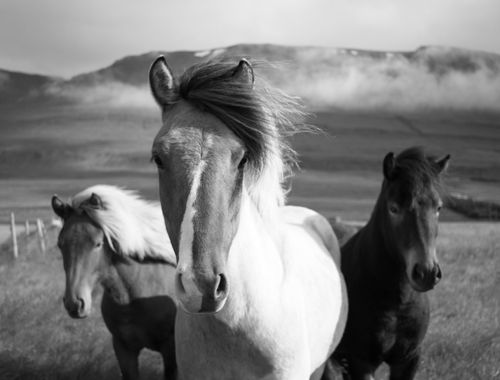 Canvas Black And White Horses