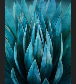 Cuadro Blue Succulent