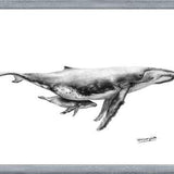 Cuadro Ballenas Jorobadas