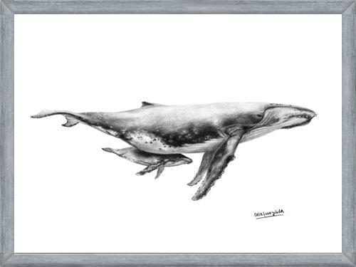 Cuadro Ballenas Jorobadas