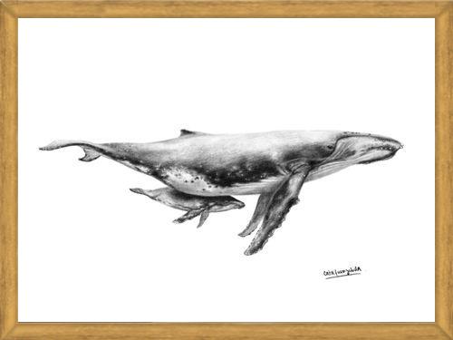 Cuadro Ballenas Jorobadas