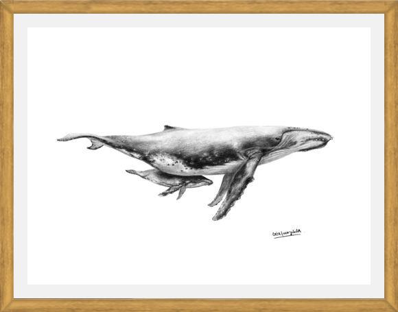 Cuadro Ballenas Jorobadas