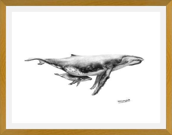 Cuadro Ballenas Jorobadas