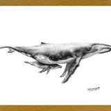 Cuadro Ballenas Jorobadas