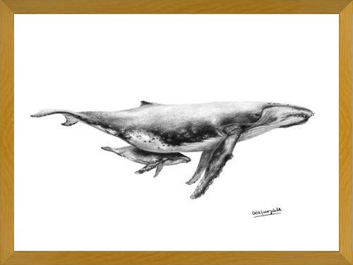 Cuadro Ballenas Jorobadas