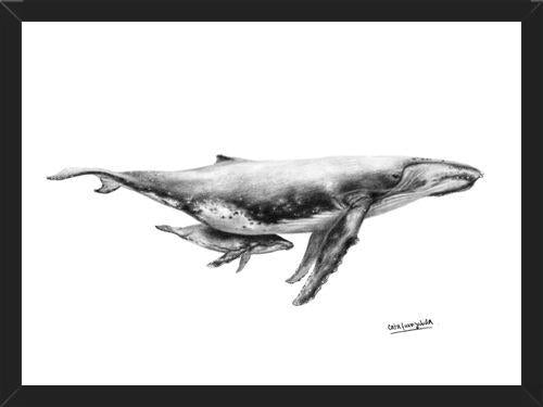 Cuadro Ballenas Jorobadas