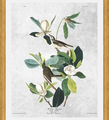 Cuadro Botanical print
