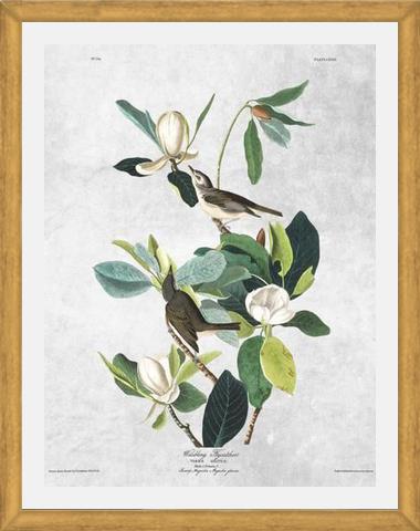 Cuadro Botanical print