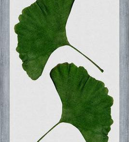 Cuadro Ginkgo Leaf II
