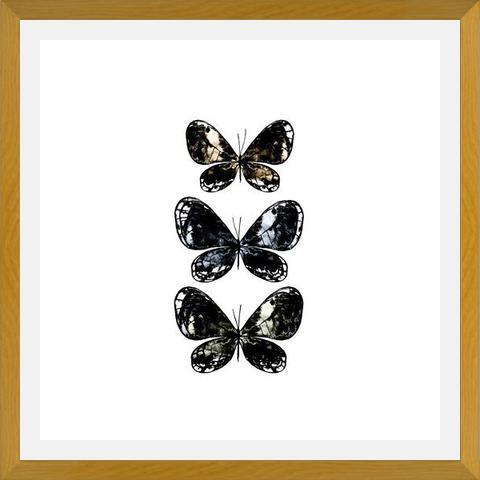 Cuadro Mottled Moth