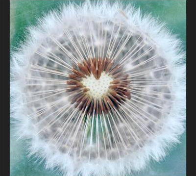 Cuadro Dandy Heart