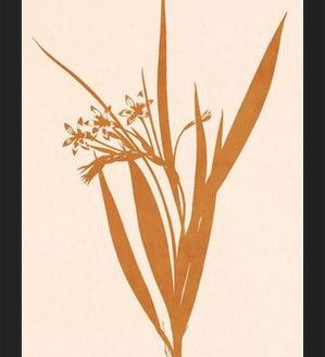 Cuadro Minimal plant - gold