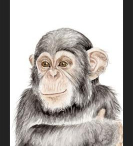 Cuadro Chimpancé