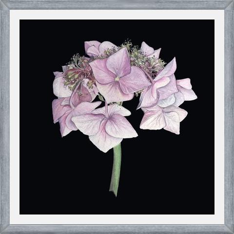Cuadro Hortensia rosada