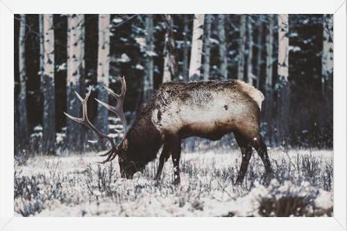 Cuadro Reindeer