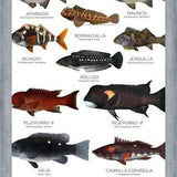 Cuadro Especies de Peces de Roca de Chile