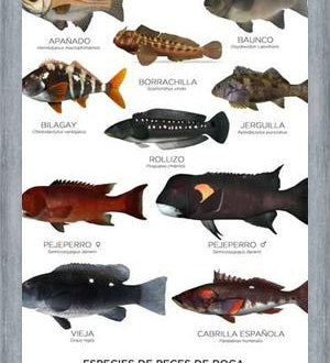 Cuadro Especies de Peces de Roca de Chile