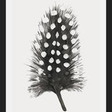 Cuadro Pluma Acuarela 4