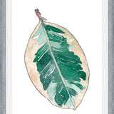 Cuadro Ficus Elastica