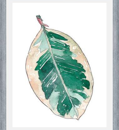 Cuadro Ficus Elastica
