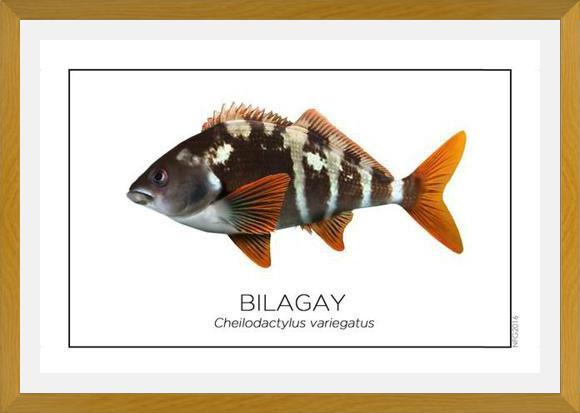 Cuadro Colección Especies de Peces Chilenos: Bilagay
