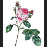Cuadro Rosa I