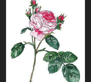 Cuadro Rosa I