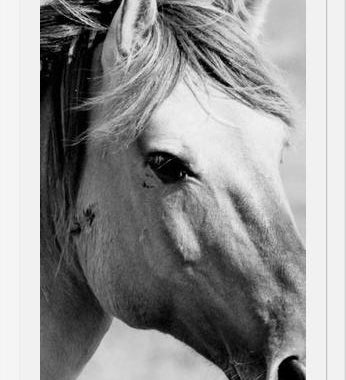Cuadro horse
