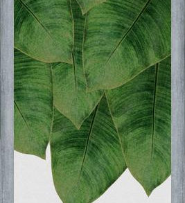 Cuadro Banana Leaf III